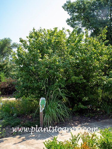 Precocious Hazelnut (Corylus)